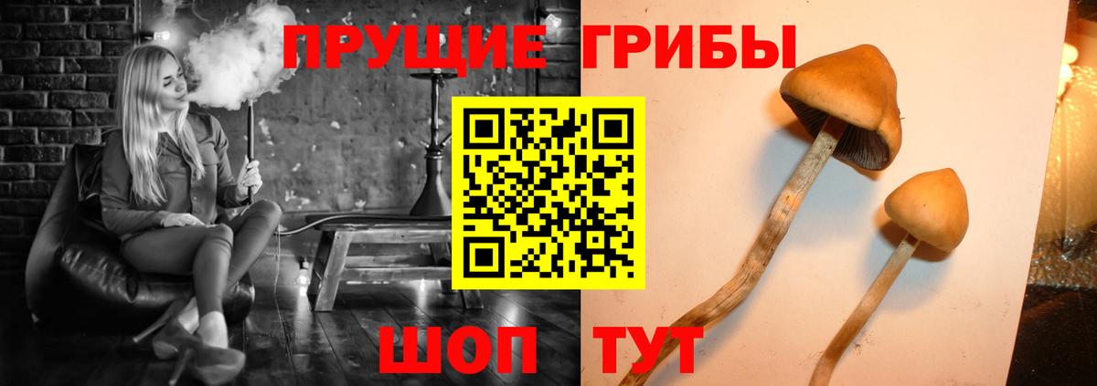 Галлюциногенные грибы Psilocybine cubensis Донской